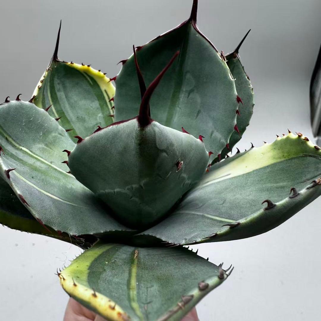 A*3様 多肉植物 アガベ パリー　変異株　コレクション株