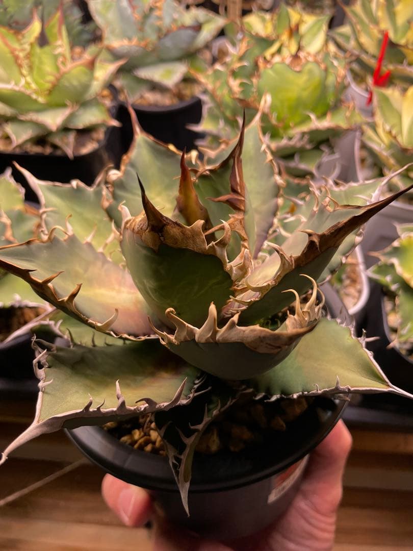 チタノタブルー　実生　特選