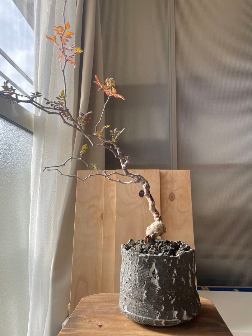 くびれ　コミフォラ　モンストローサ　川澄作家鉢　鉢付き