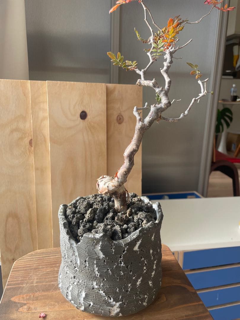 くびれ　コミフォラ　モンストローサ　川澄作家鉢　鉢付き