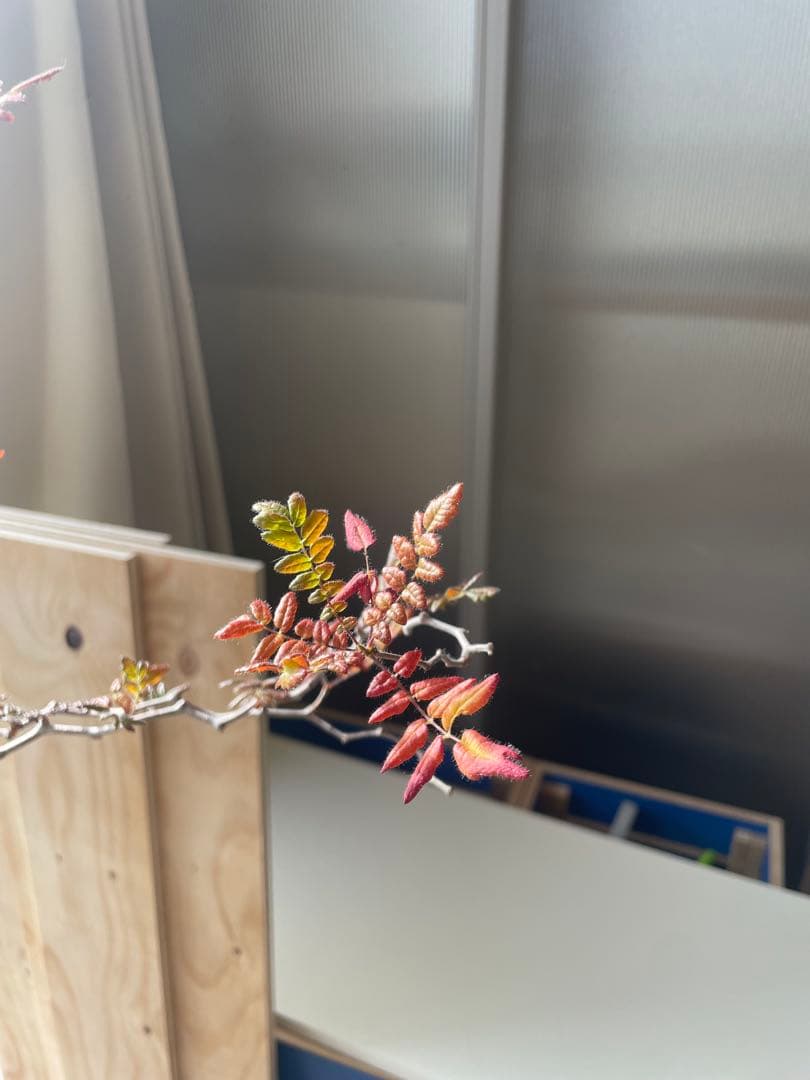 くびれ　コミフォラ　モンストローサ　川澄作家鉢　鉢付き