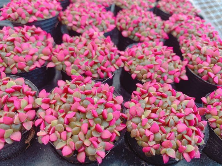 桜吹雪(^^)多肉植物　正規品♡桜吹雪入荷しました！！