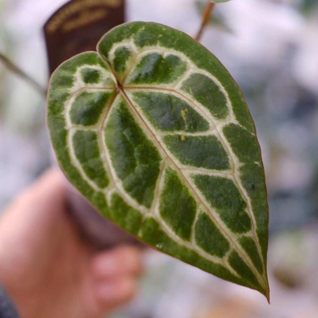 【正規】Anthurium 'Michelle' / アンスリウム・ミシェル⑦