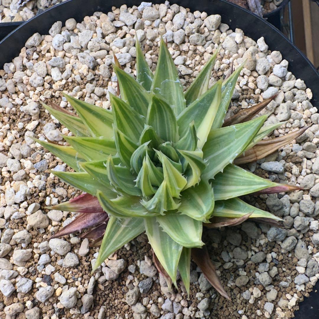 g*.様 アロエ ポリフィラ錦