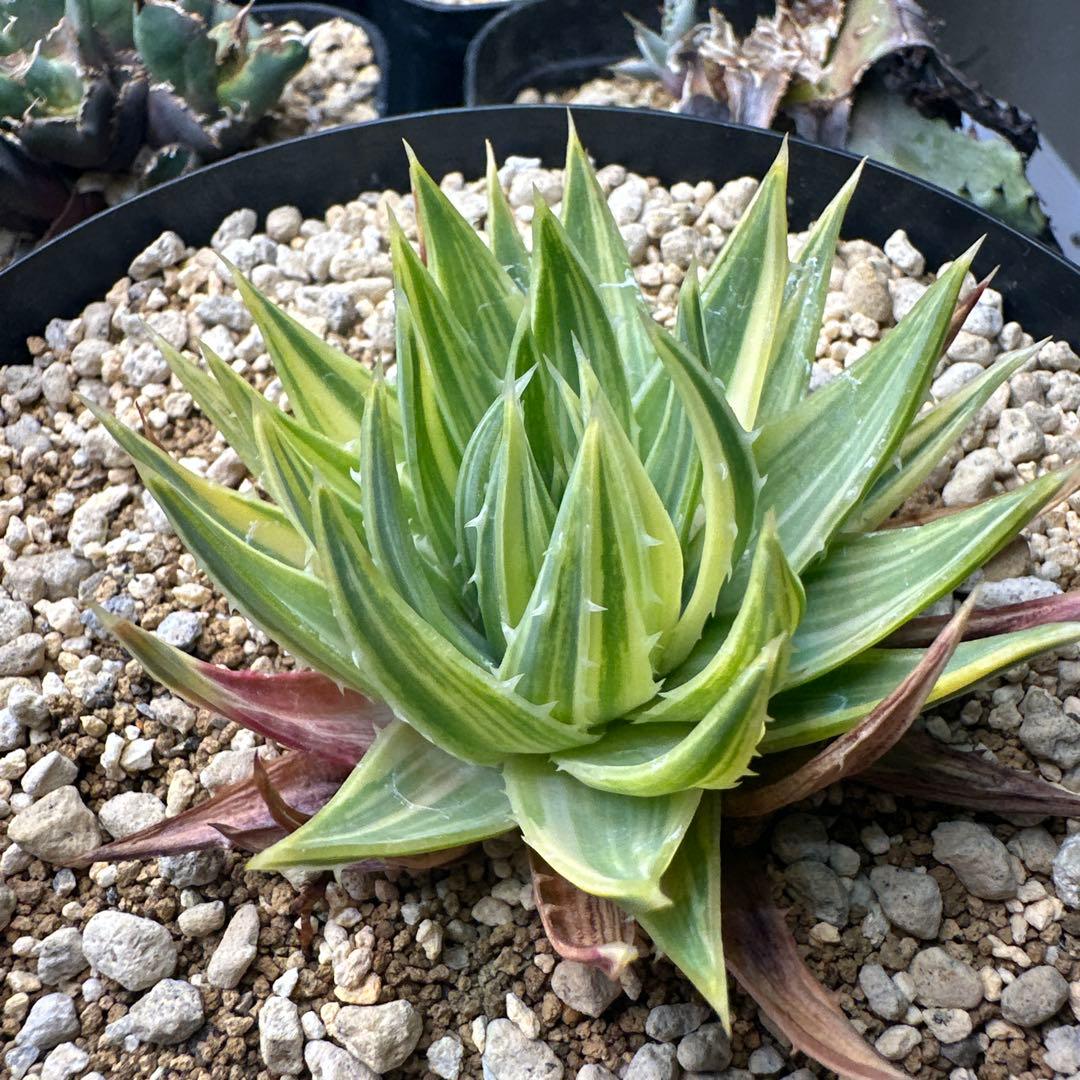 g*.様 アロエ ポリフィラ錦