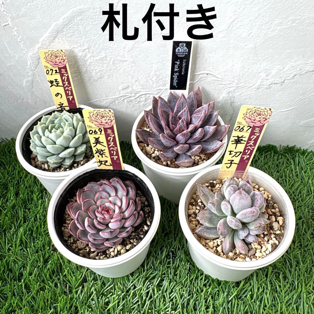 【メルカリ便】　おらいさん苗　優木園さん苗　おまとめ