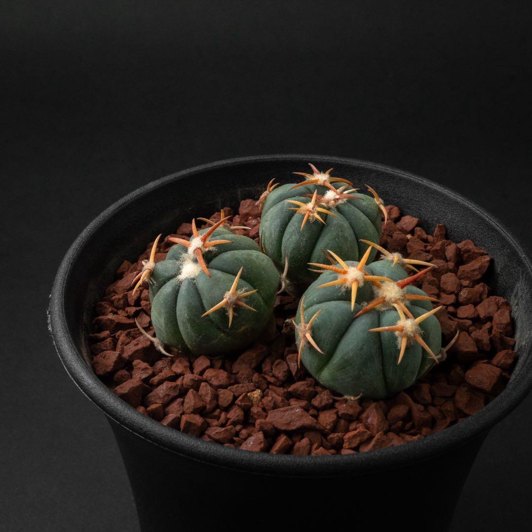 白刺 翠平丸 （実生） エキノカクタス 旧ホマロケファラ #216