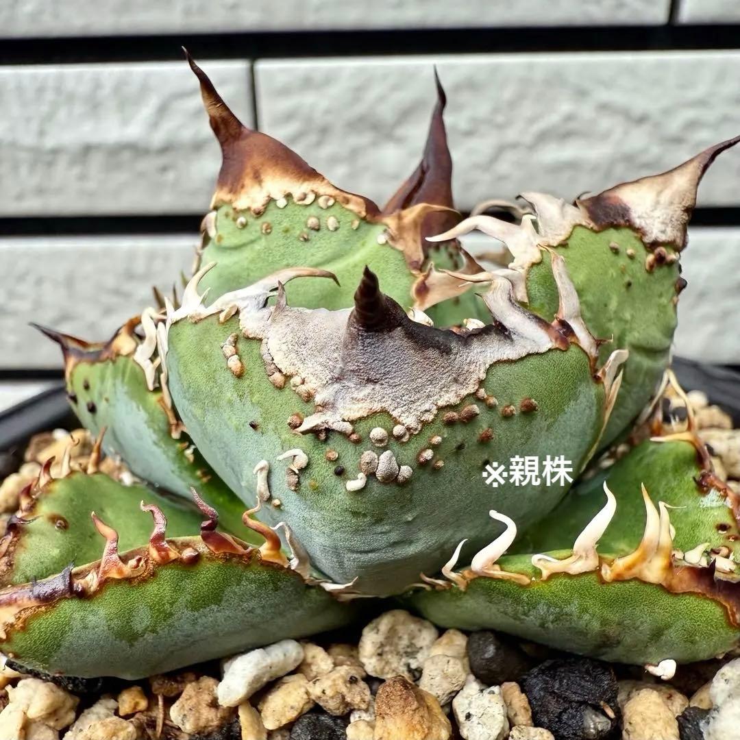 アガベ チタノタ　MS-WV ① 【限定値下げ】