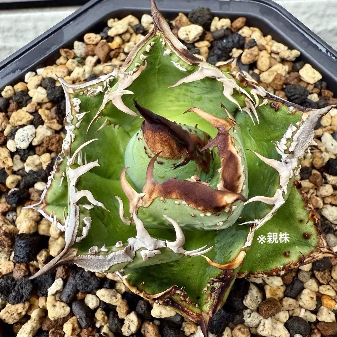 アガベ チタノタ　MS-WV ① 【限定値下げ】