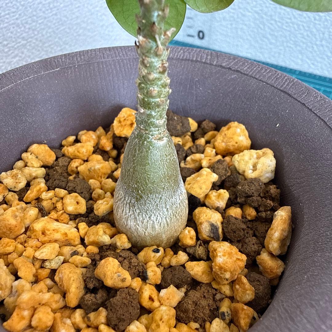 アデニウム　ソコトラナム (EU輸入株) No2