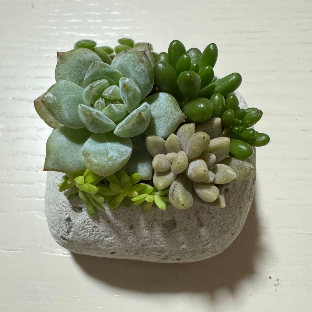多肉植物 寄せ植え 軽石鉢 虹の玉 レッドベリー 姫秀麗 ロックガーデン