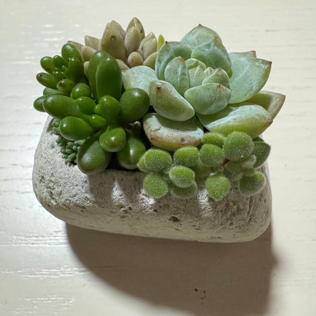 多肉植物 寄せ植え 軽石鉢 虹の玉 レッドベリー 姫秀麗 ロックガーデン