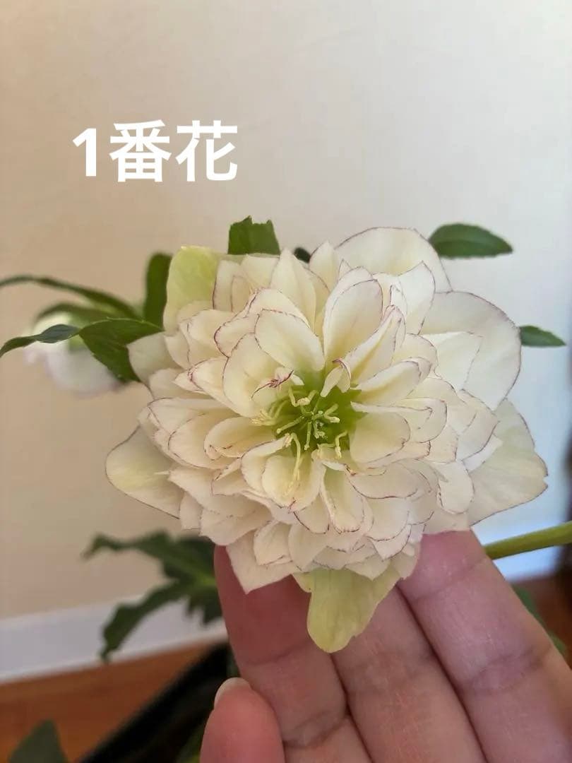 ♡開花中♡野田園芸　多弁ロゼット咲き