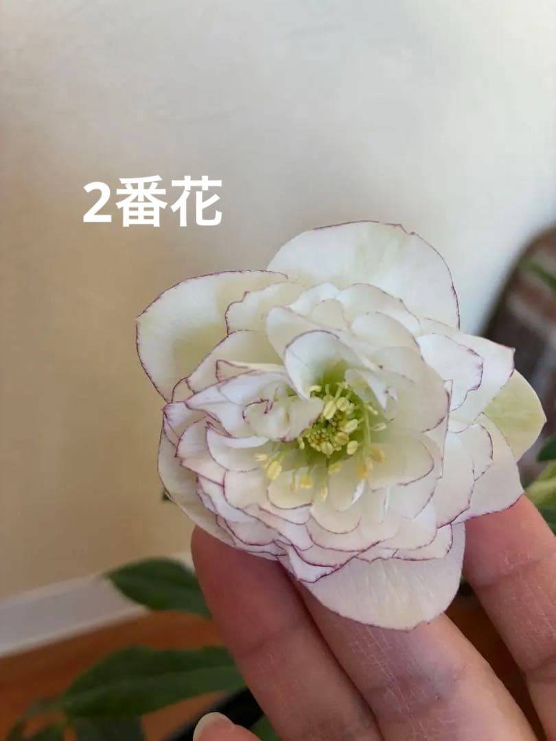 ♡開花中♡野田園芸　多弁ロゼット咲き