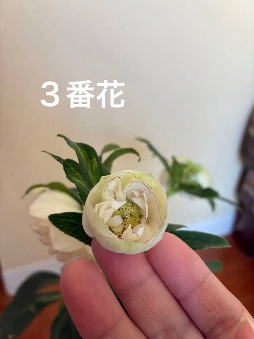 ♡開花中♡野田園芸　多弁ロゼット咲き