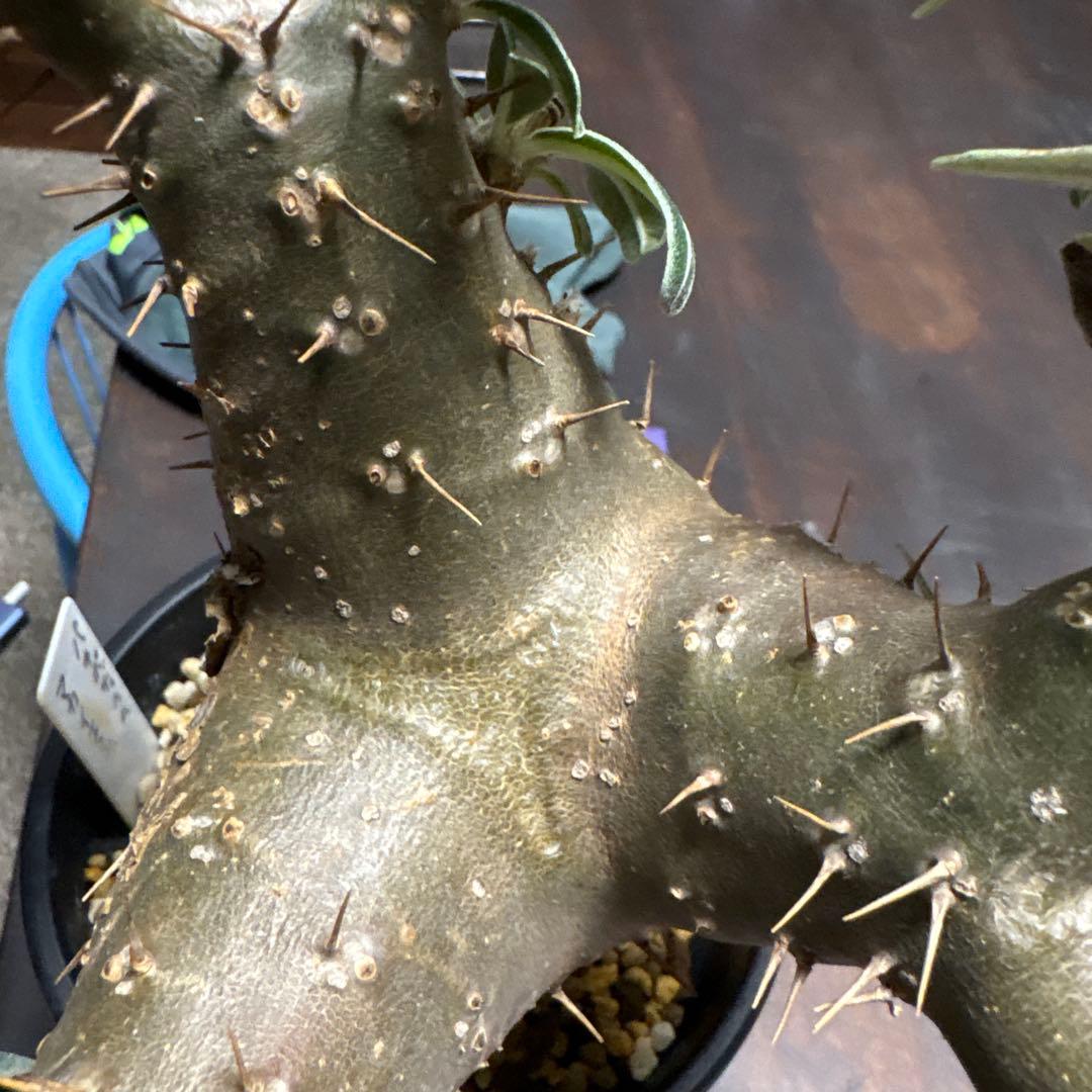 パキポディウムマカイエンセ塊根植物