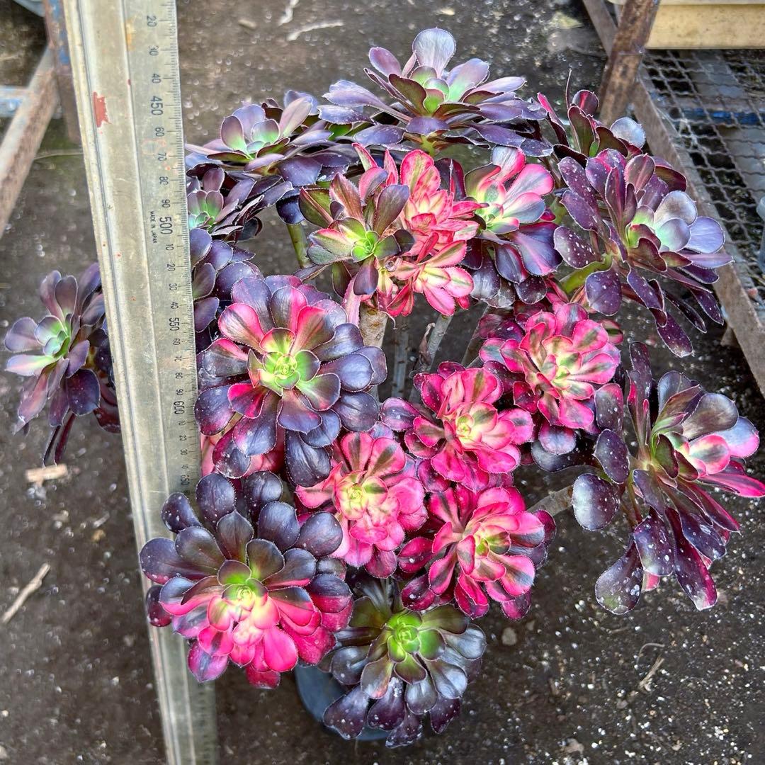 厳選‼️アエオニウム　シャネルレインボー　七彩ハーフ顔　株ごと　巨大株　抜き苗