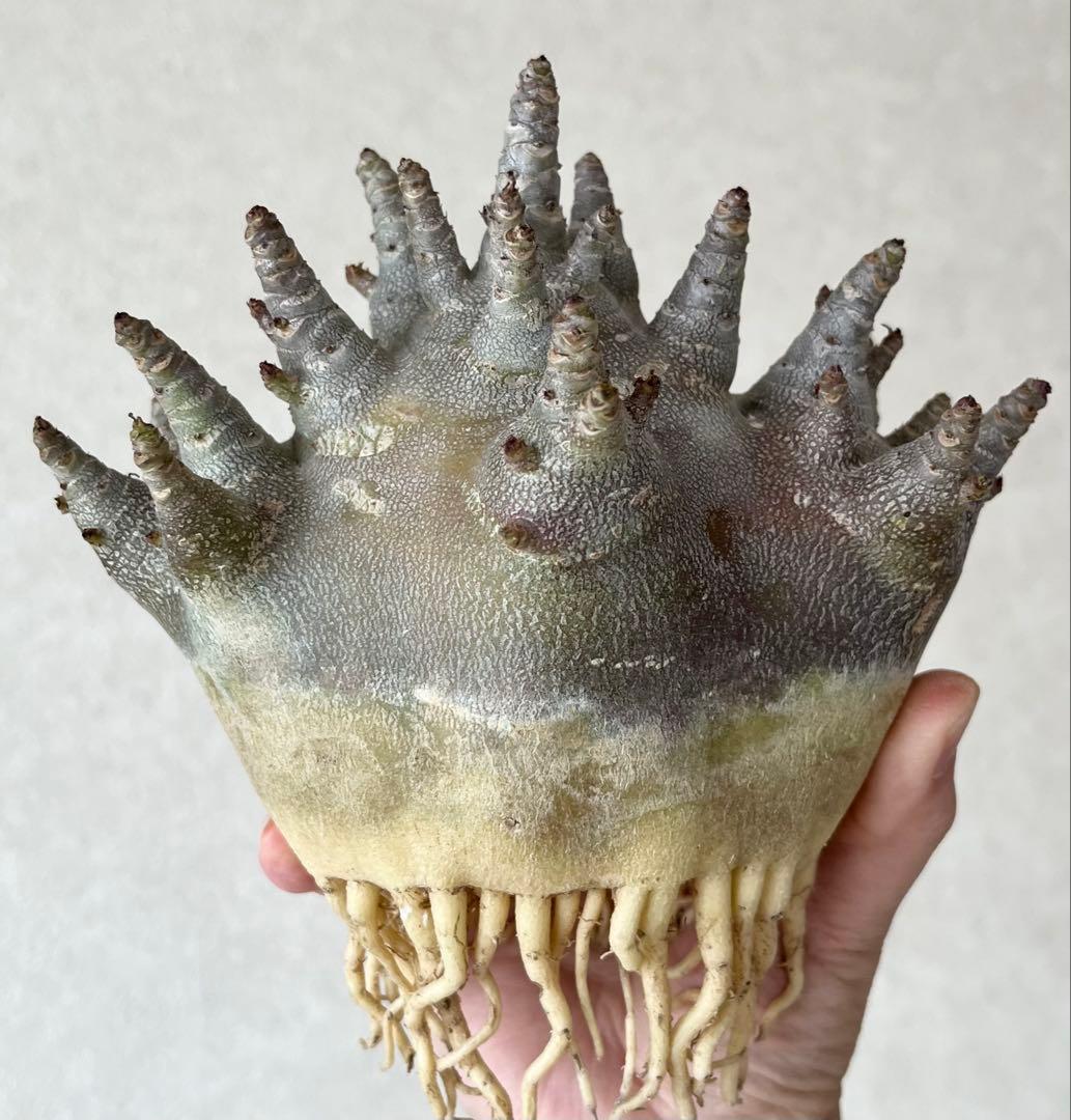 【激レア/ブラックスキン/ドワーフ/超極太 】アデニウム ガラメー ②