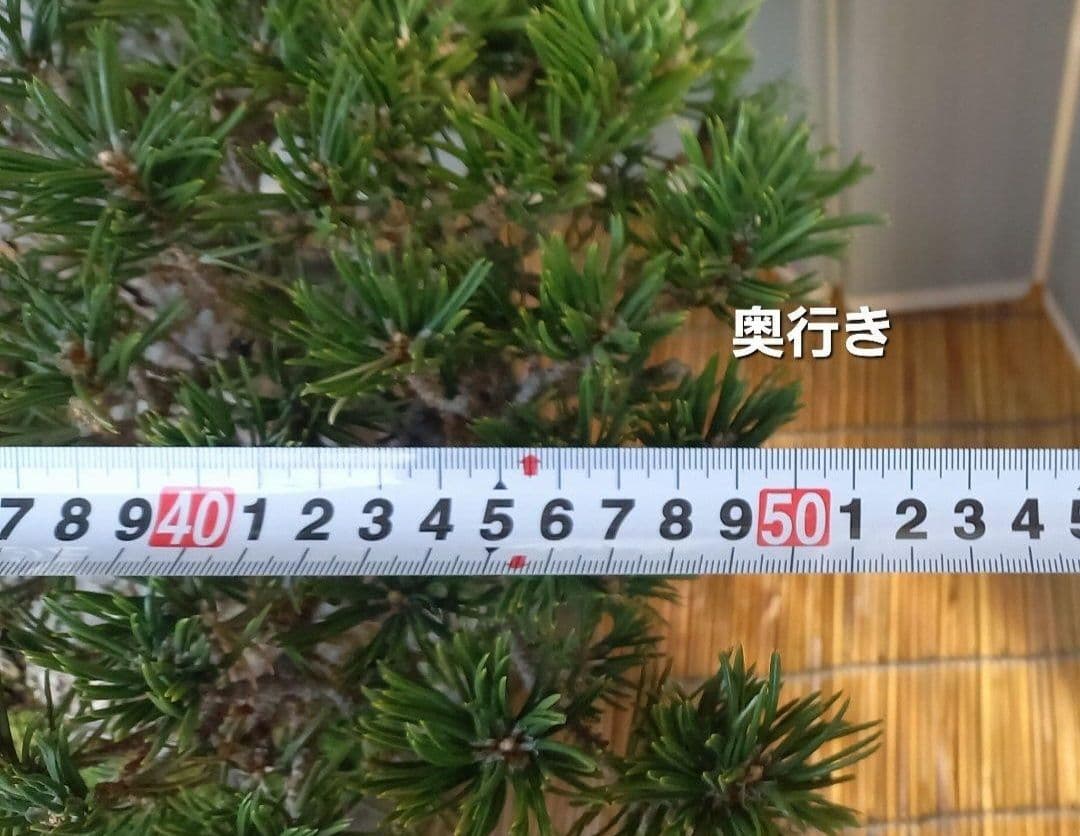 ※10月26日剪定後の写真3枚追加※ ●盆栽● ●寸消黒松● ●樹齢50年位●