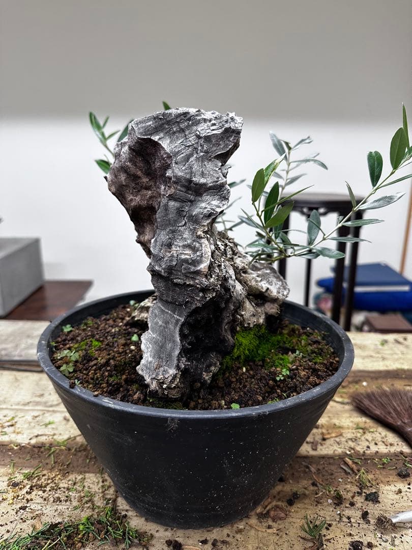 り*)様 古木オリーブ　盆栽