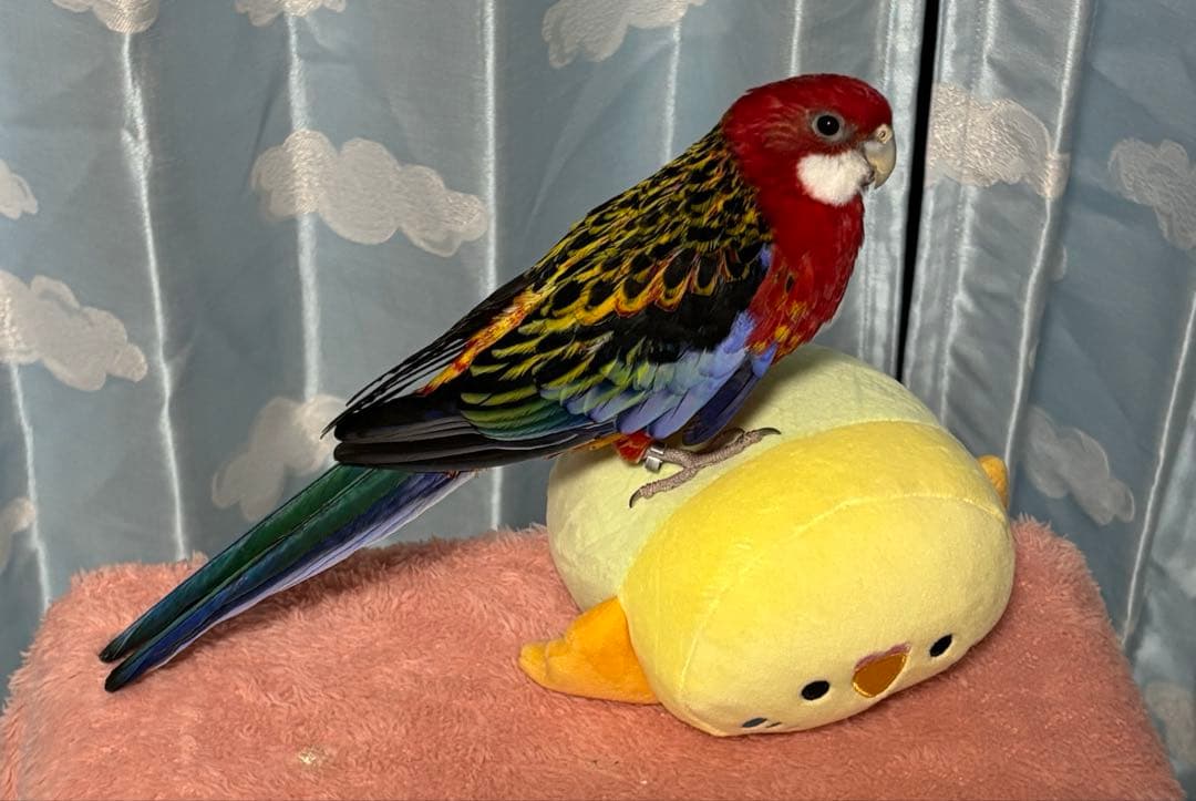 SANKO 鳥かご ホワイト/イエロー 餌 シード おもちゃセット付き