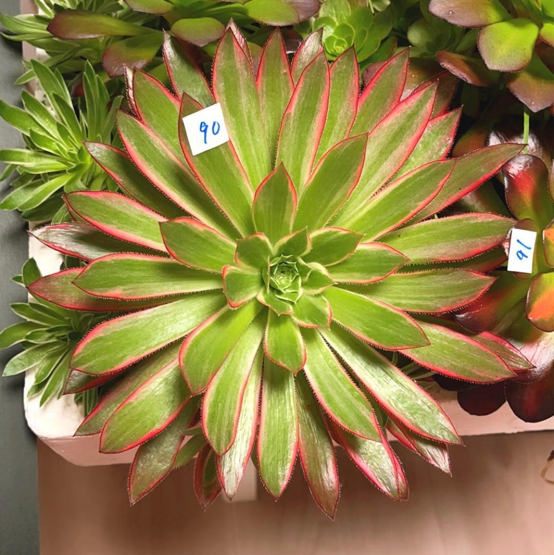 90#多肉アエオニウム錦コーニッシュトリビュート錦❤️1大頭5小頭 21cm拔き苗