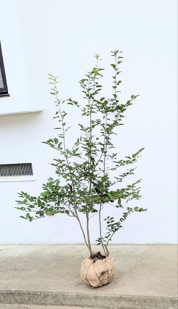 秀。山採りソヨゴ。