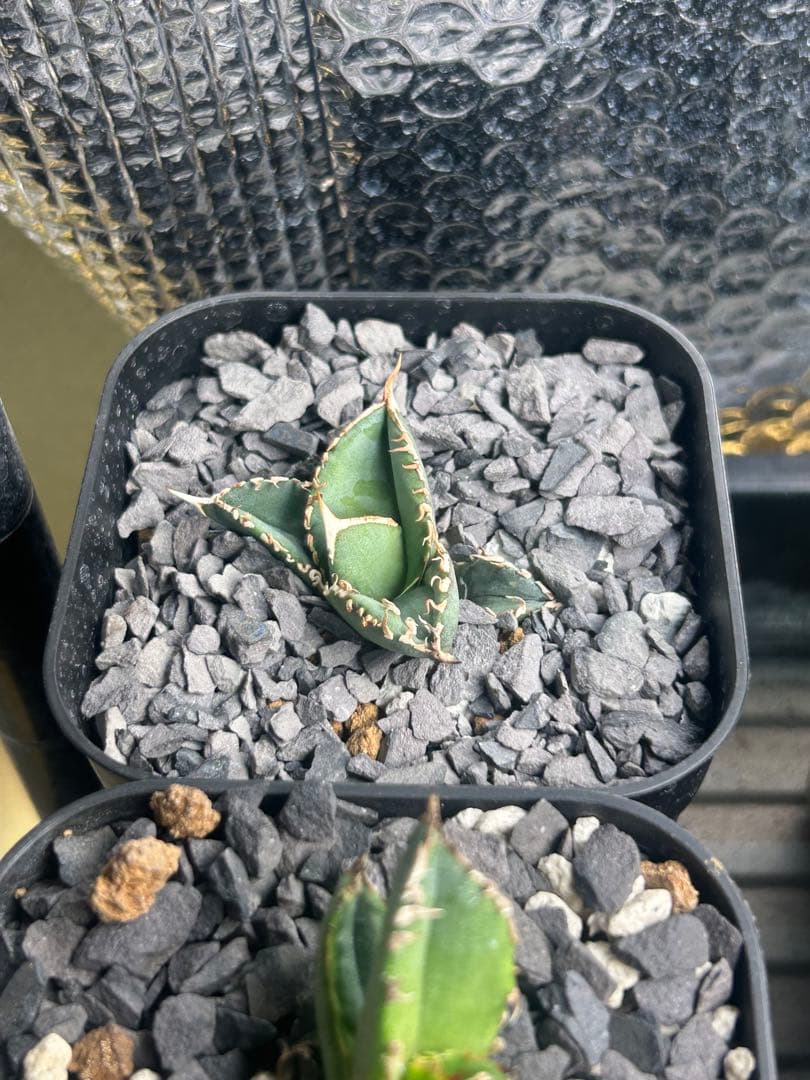 アガベ　チタノタ　大白鯊　lize血統　子株