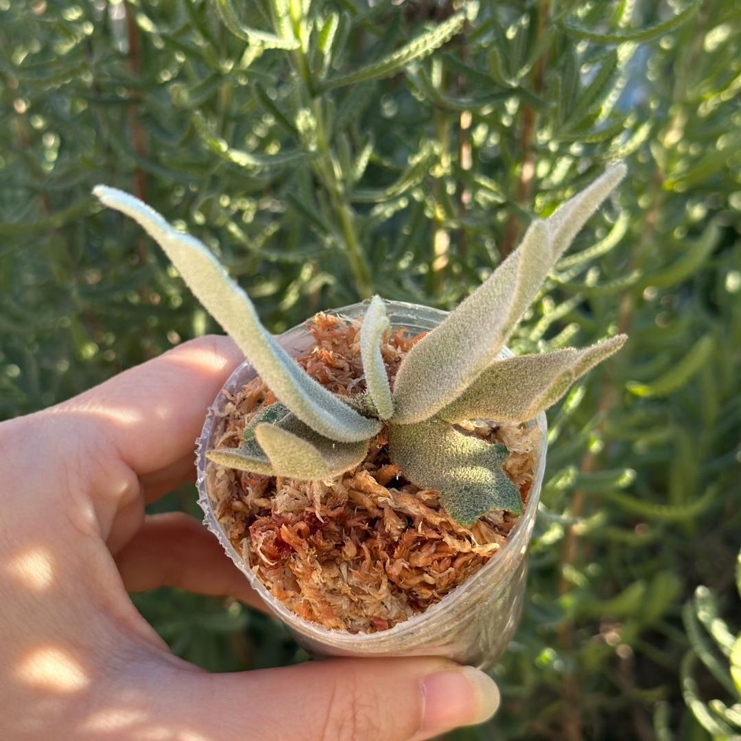 P.willinckii ’Asurada’ Sporeling 08