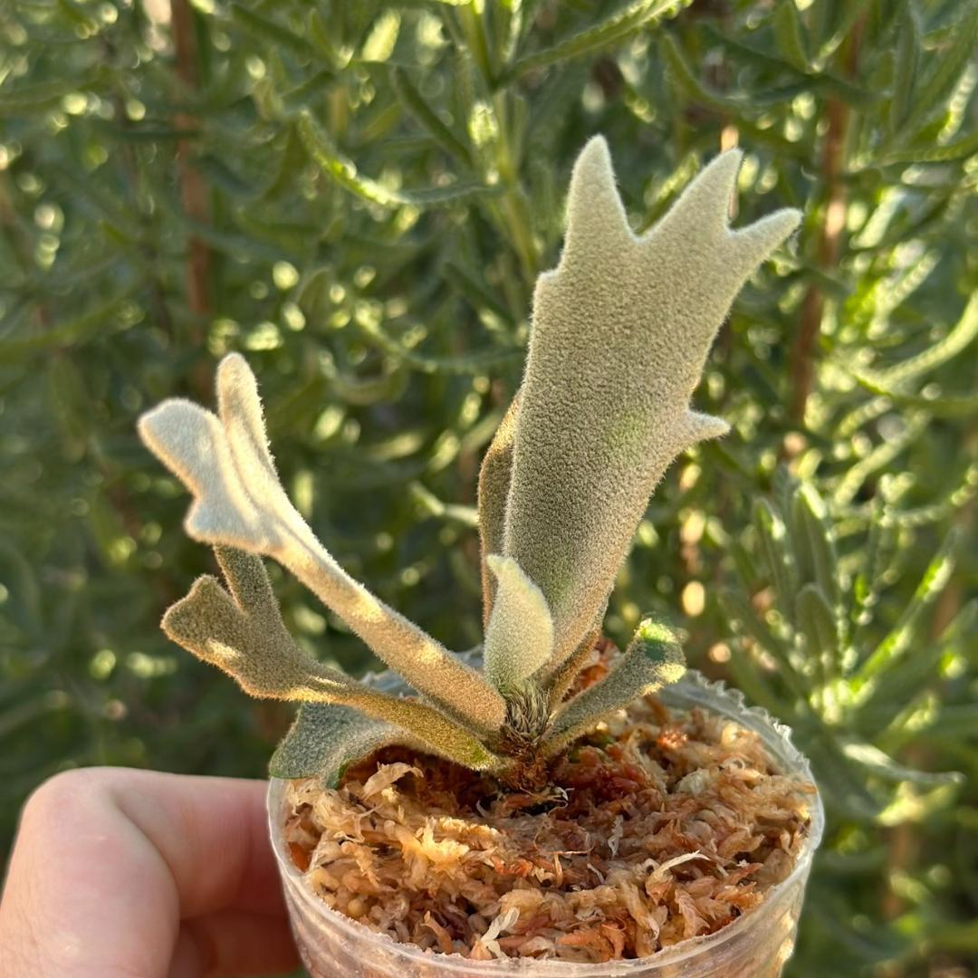 P.willinckii ’Asurada’ Sporeling 08