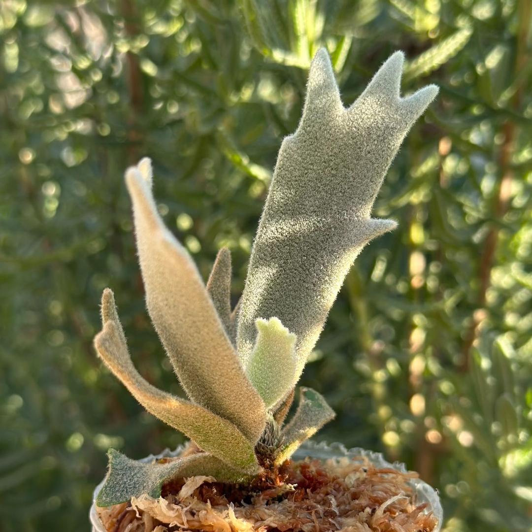 P.willinckii ’Asurada’ Sporeling 08