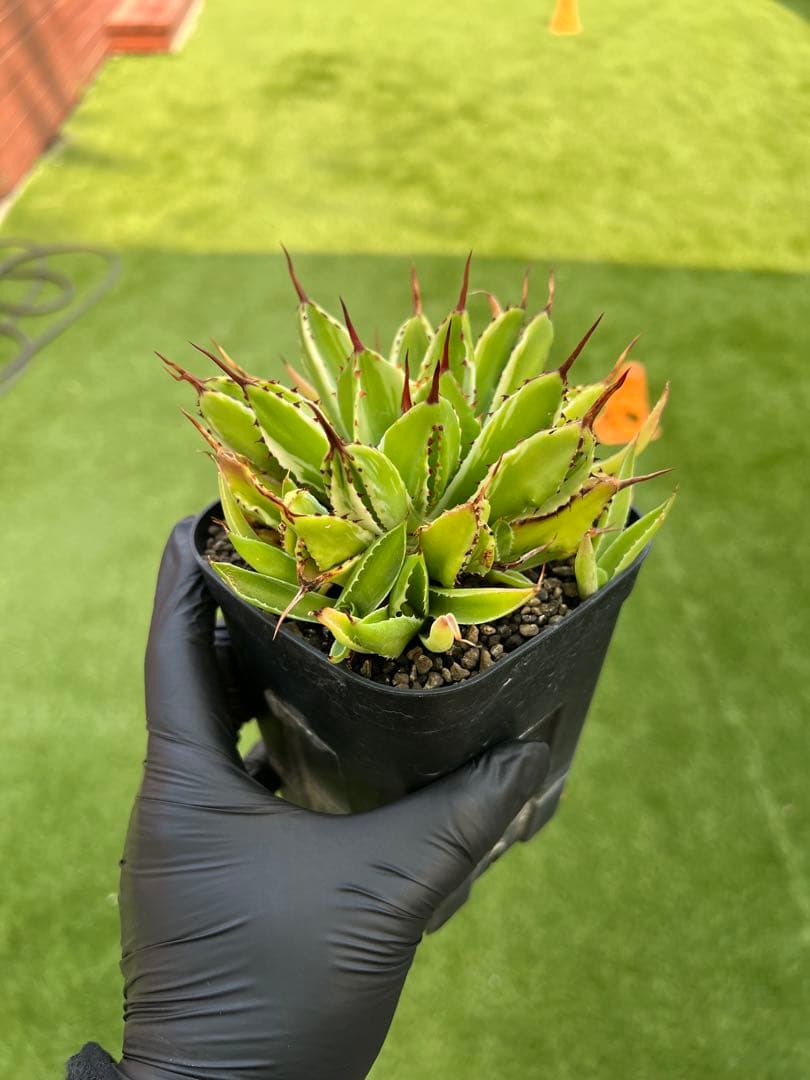 アガベ キュービック錦 白覆輪 子株5株以上付き