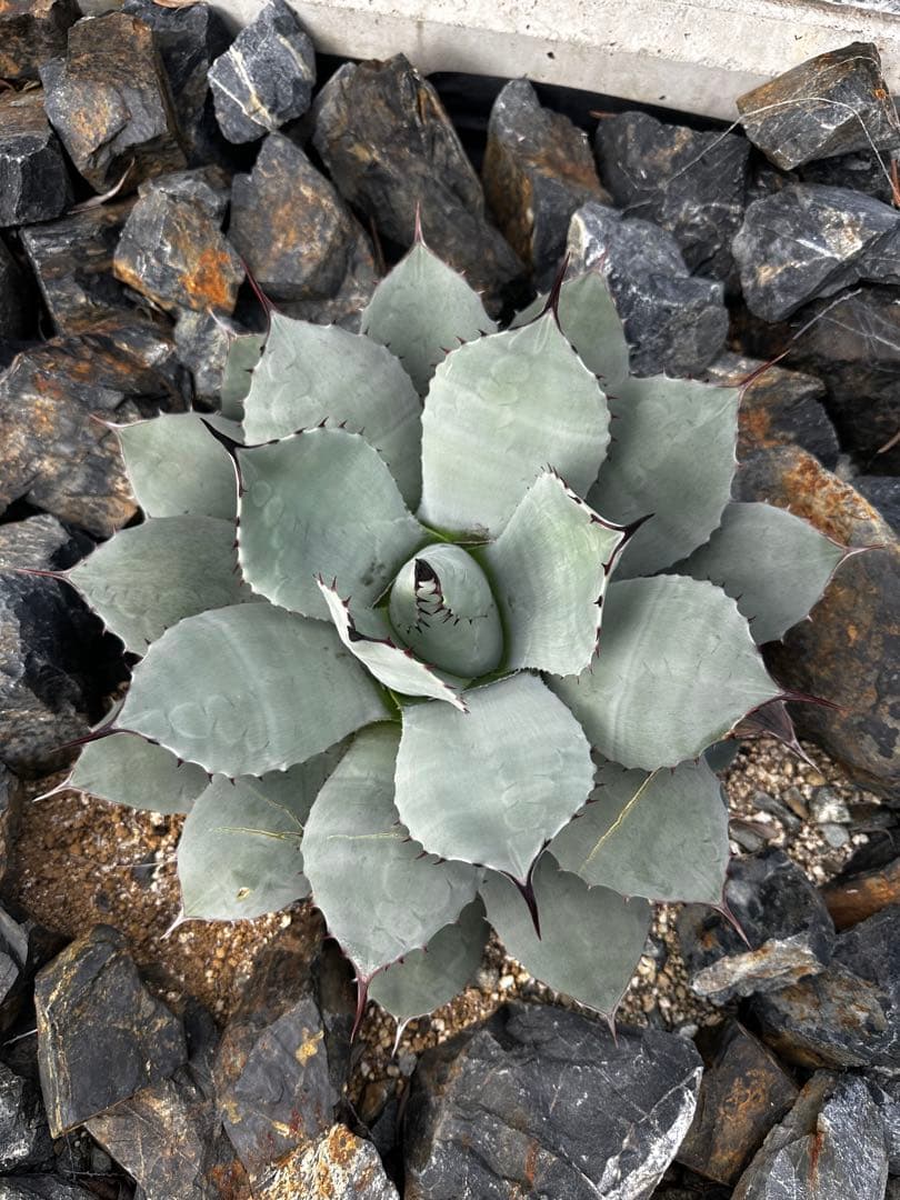 m*️様 アガベ　パリー　トランカータ　ハンティントン　吉祥天