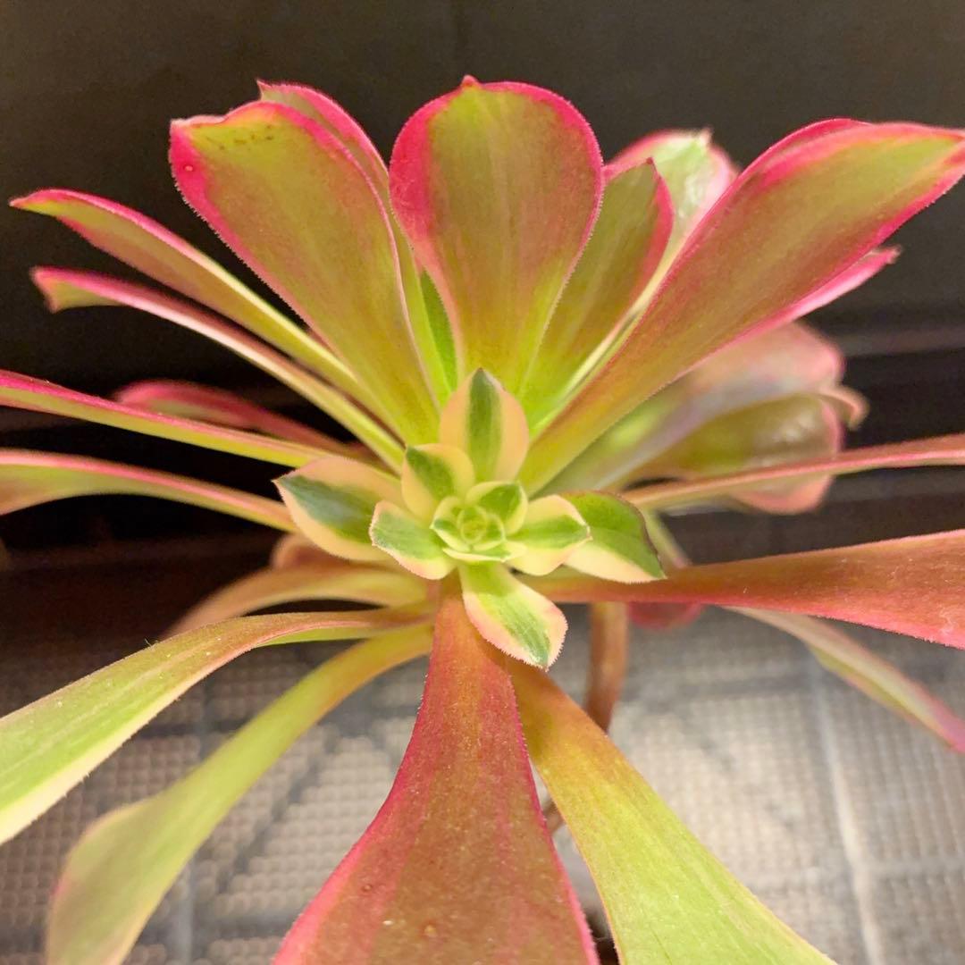 91#多肉植物アエオニウム錦❤️金絲雀锦❤️1大頭1小頭20cm拔き苗