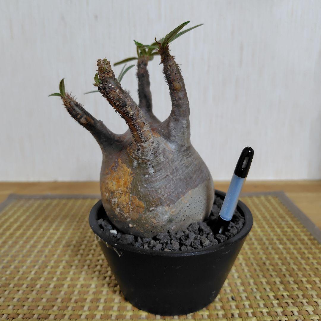 E*a様 パキポディウム グラキリス 中 現地球 コーデックス