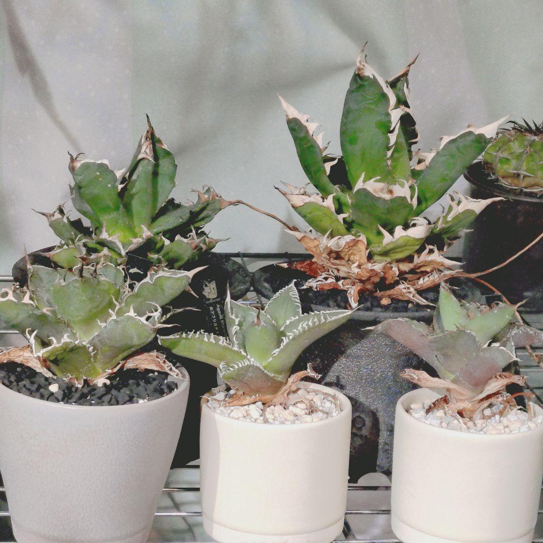 アガベ　鉢付き 5株まとめ売り　引き取り限定