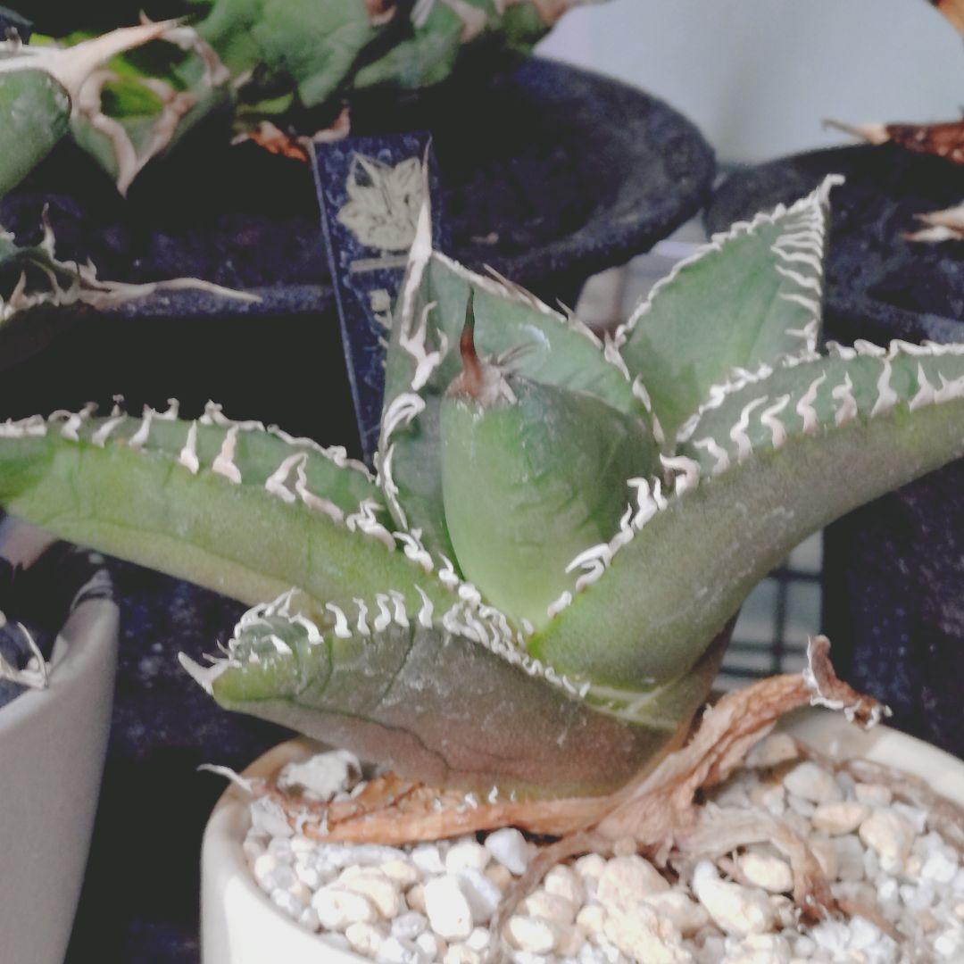 アガベ　鉢付き 5株まとめ売り　引き取り限定