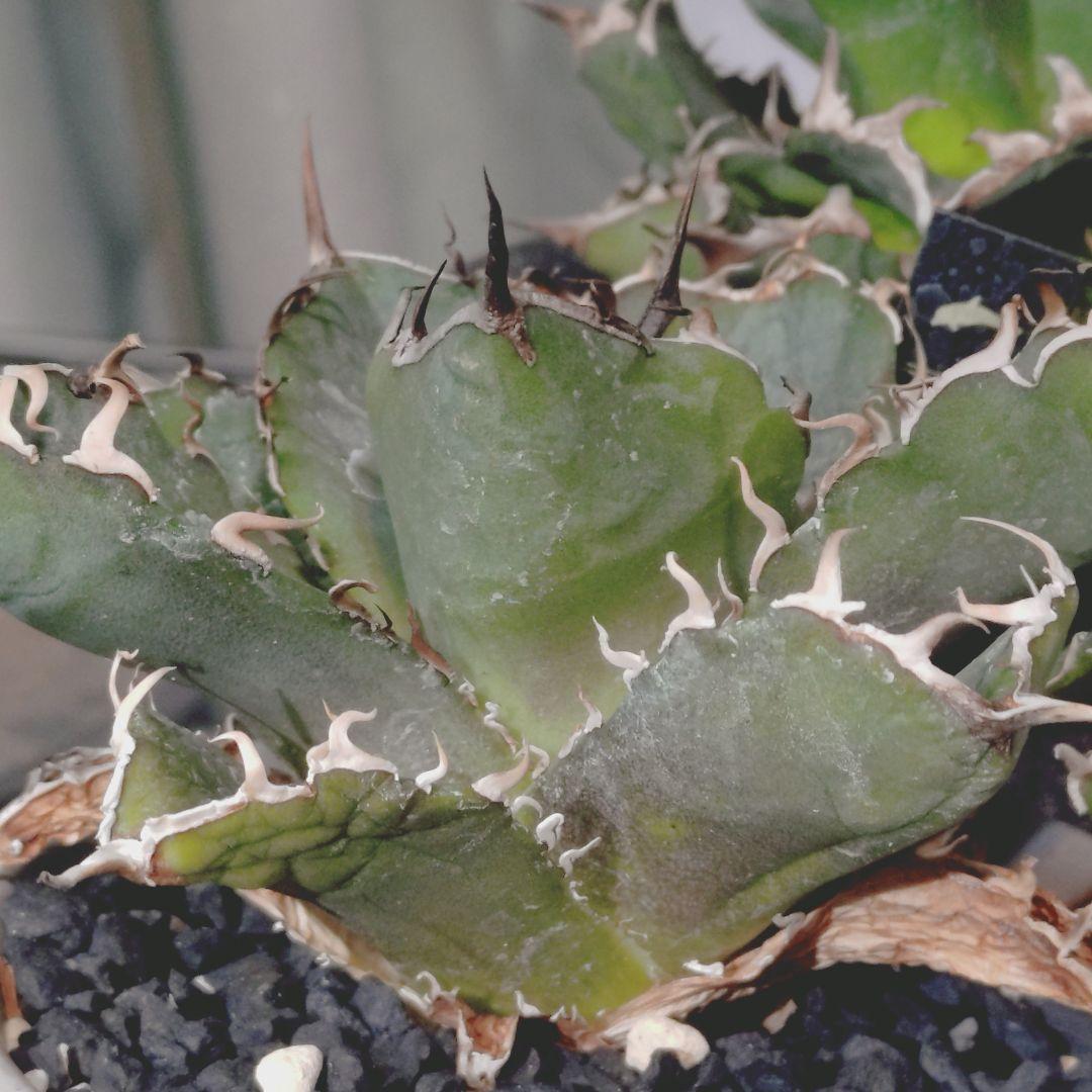 アガベ　鉢付き 5株まとめ売り　引き取り限定