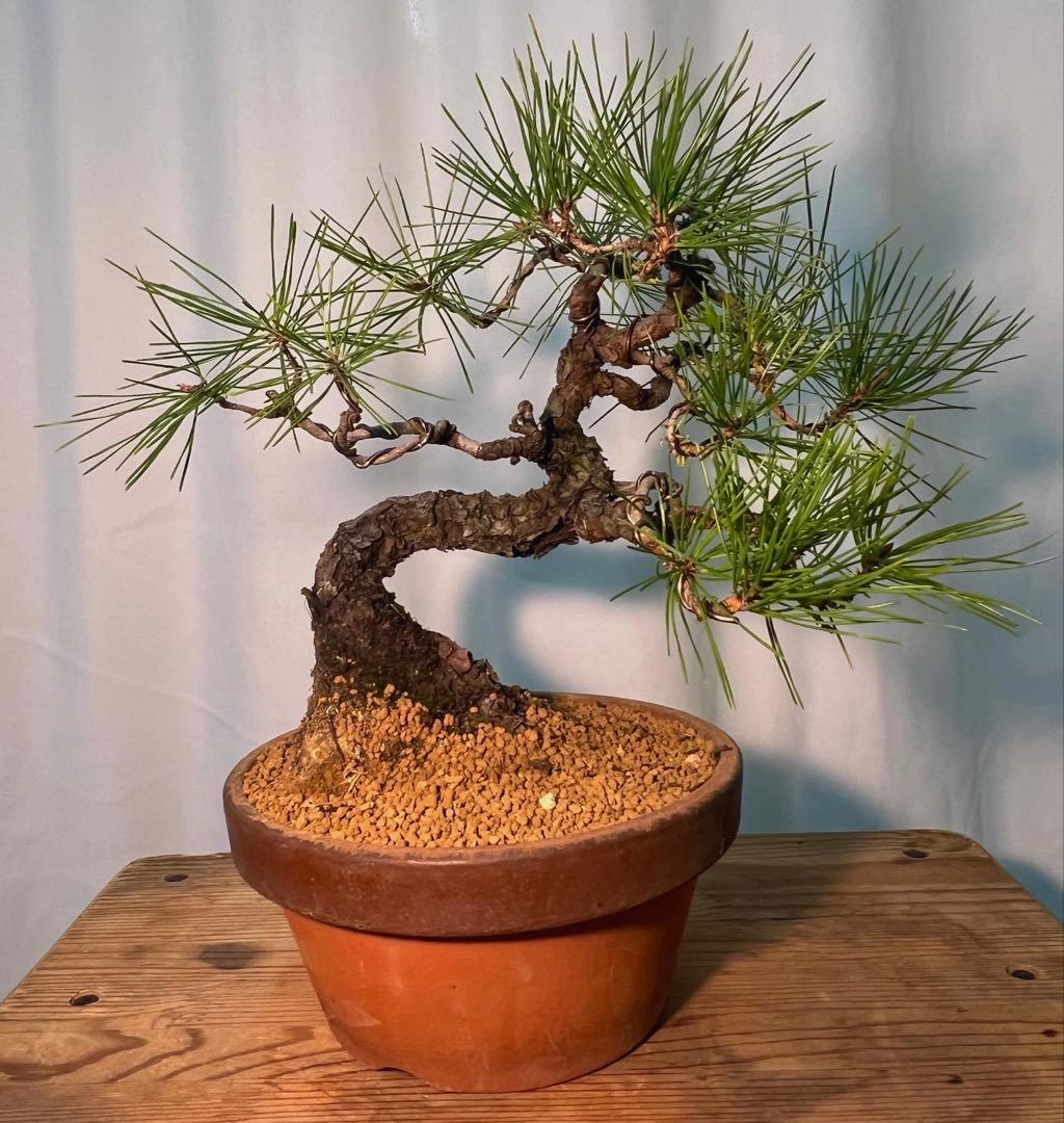 赤松　古木