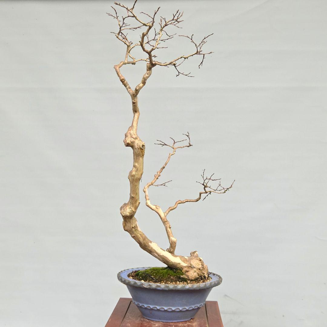 サルスベリ　(白花)　[双幹木]　大品盆栽