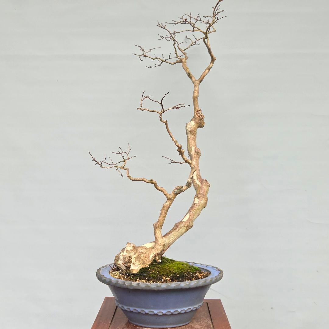 サルスベリ　(白花)　[双幹木]　大品盆栽