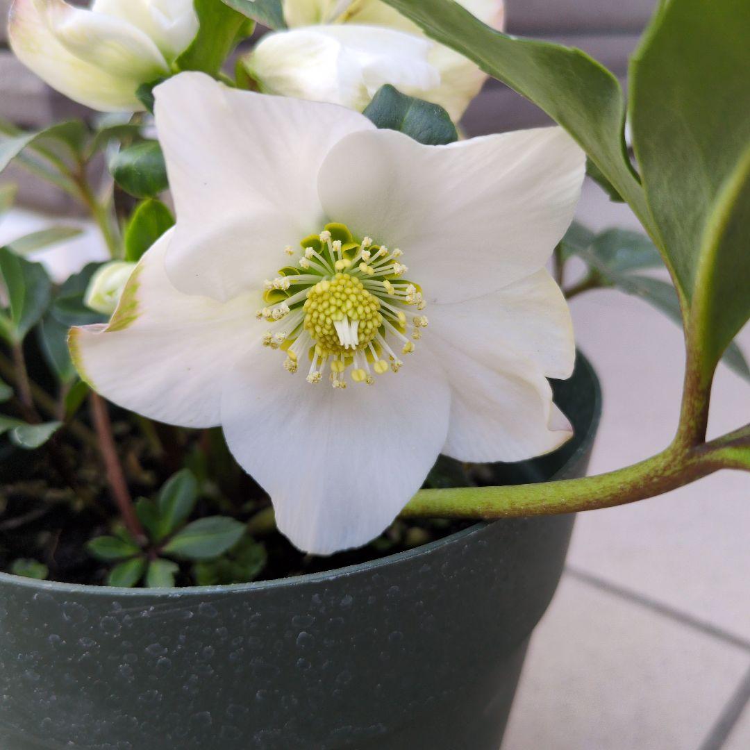 開花株　花苗 クリスマスローズ 氷の薔薇 雪の妖精 ニゲル ４鉢セット