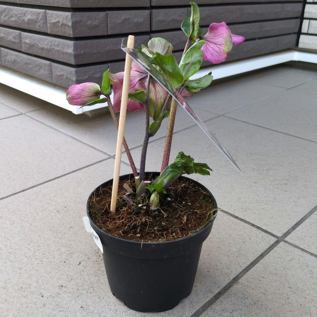 開花株　花苗 クリスマスローズ 氷の薔薇 雪の妖精 ニゲル ４鉢セット