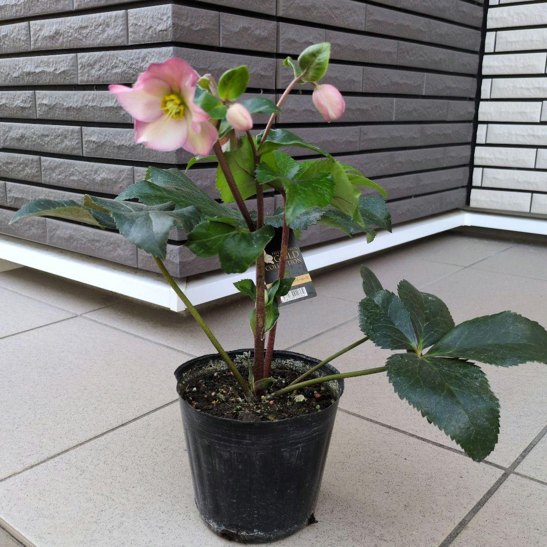 開花株　花苗 クリスマスローズ 氷の薔薇 雪の妖精 ニゲル ４鉢セット