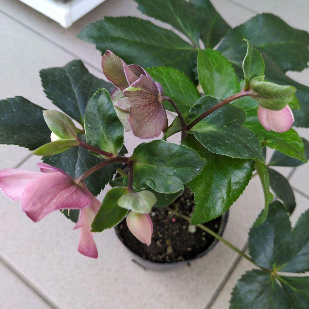 開花株　花苗 クリスマスローズ 氷の薔薇 雪の妖精 ニゲル ４鉢セット