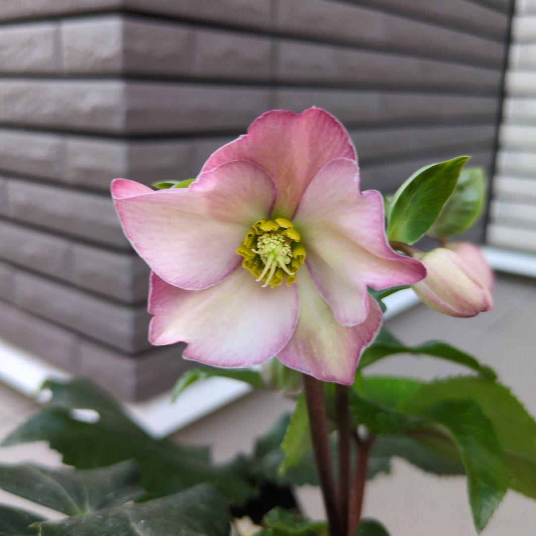 開花株　花苗 クリスマスローズ 氷の薔薇 雪の妖精 ニゲル ４鉢セット