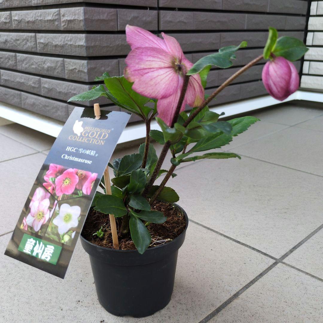 開花株　花苗 クリスマスローズ 氷の薔薇 雪の妖精 ニゲル ４鉢セット