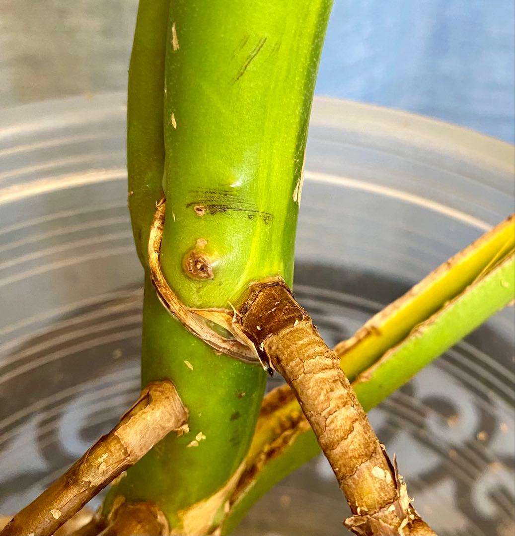 【大葉30㎝以上】4枚葉 モンステラ デリシオーサ イエローマリリン 斑入り