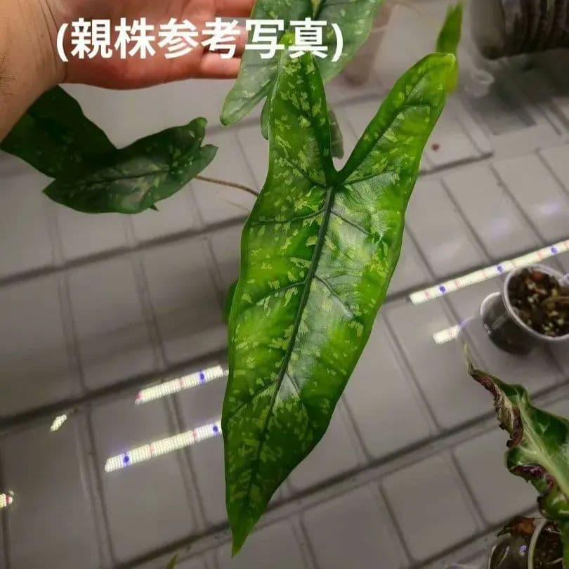 Alocasia shatteredglass コーム1つ
