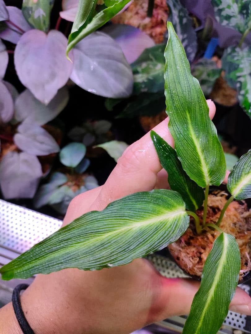 LA便 Homalomena sp.Papua【LA0021-05z】ホマロメナ